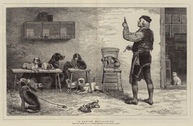 A Canine Aesculapius